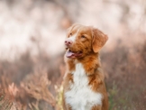 Nova Scotia Duck Tolling Retriever kaufen