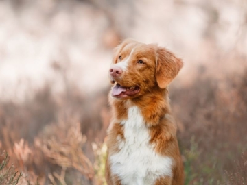 Nova Scotia Duck Tolling Retriever kaufen