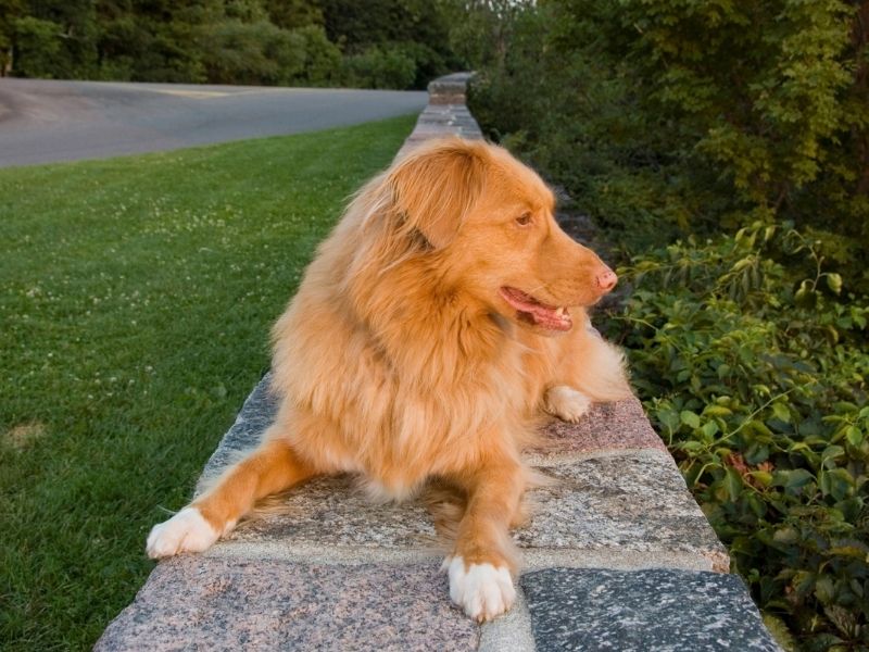 Nova Scotia Duck Tolling Retriever welpe