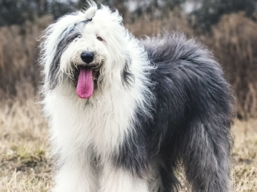 Old English Sheepdog Charakter