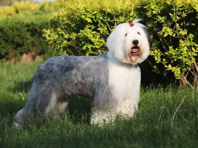 Bobtail - Old English Sheepdog Kaufen