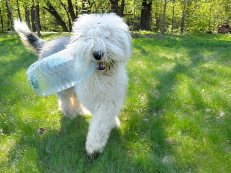 Bobtail - Old English Sheepdog erziehung