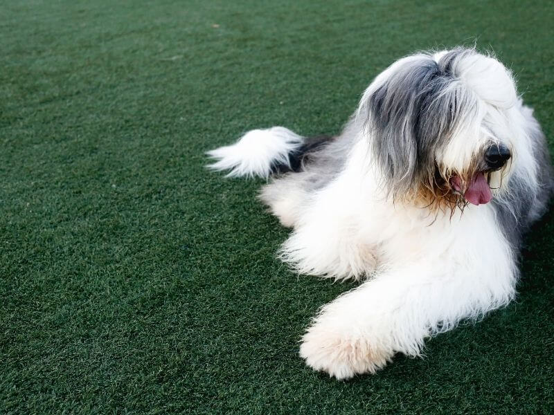 Bobtail - Old English Sheepdog größe