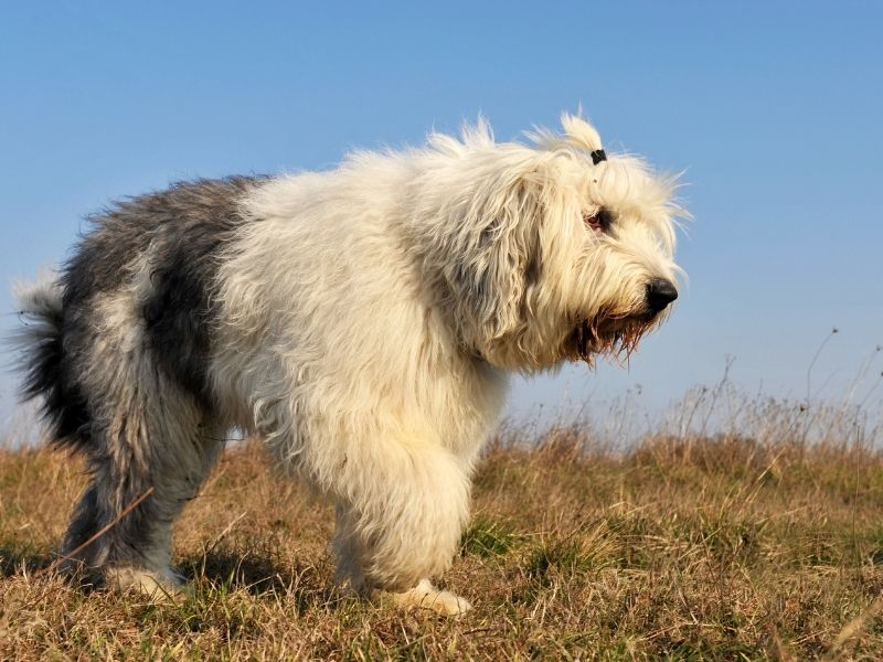 Bobtail - Old English Sheepdog welpe Bobtail - Old English Sheepdog welpe