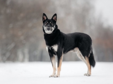 Osteuropäischer Schäferhund Charakter