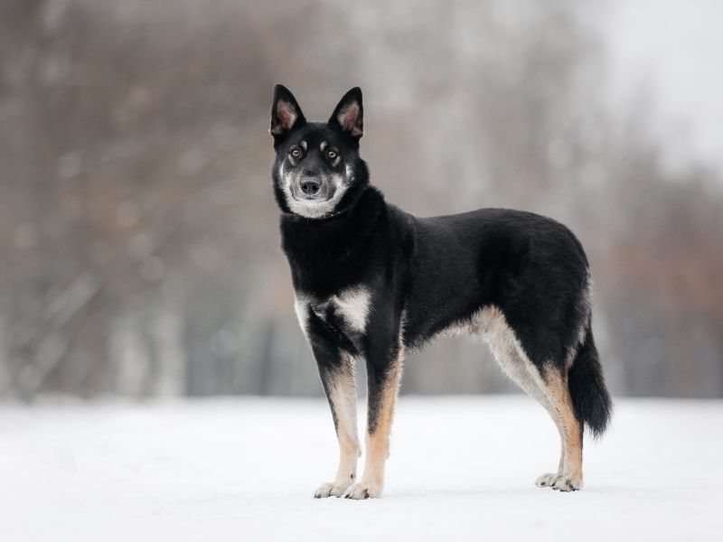 Osteuropäischer Schäferhund Charakter