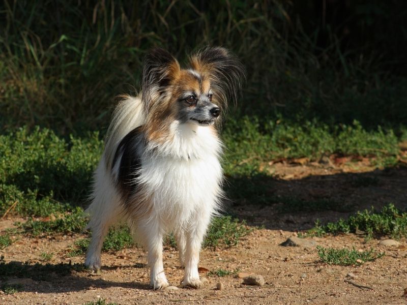 Papillon Hund Erziehung Papillon erziehung