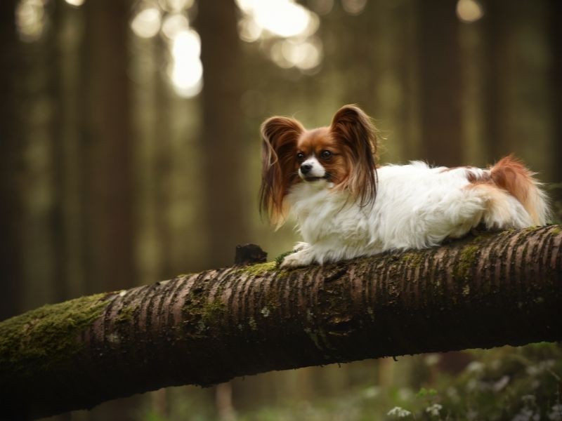 Papillon größe Papillon größe