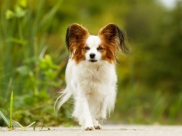 Papillon kaufen