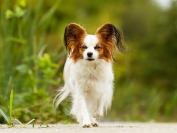 Papillon kaufen