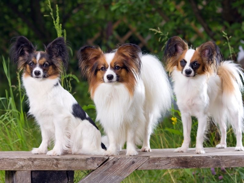 Phalène Papillon welpen Papillon welpen