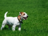 Parson Russell Terrier Charakter