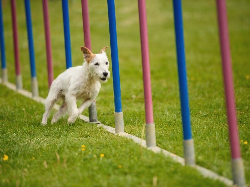 Parson Russell Terrier erziehung Parson Russell Terrier erziehung