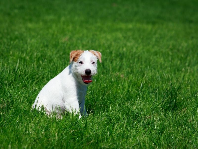 Parson Russell Terrier größe