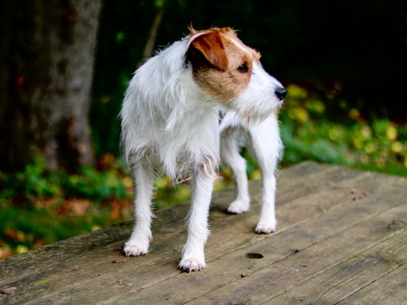 Parson Russell Terrier kaufen Parson Russell Terrier kaufen