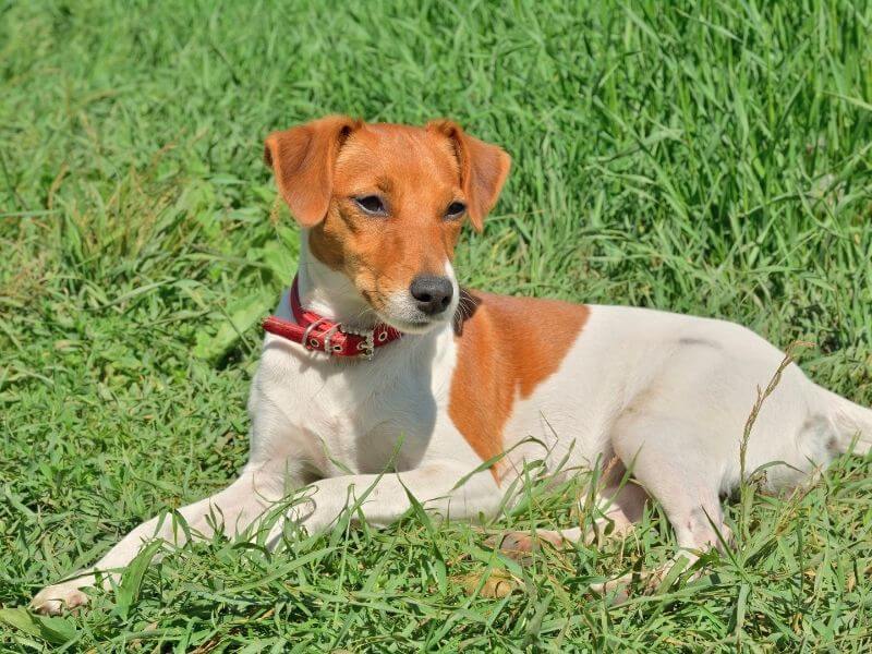 Parson Russell Terrier welpen Parson Russell Terrier welpen