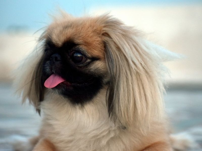 Pekingese Charakter Pekingese Charakter