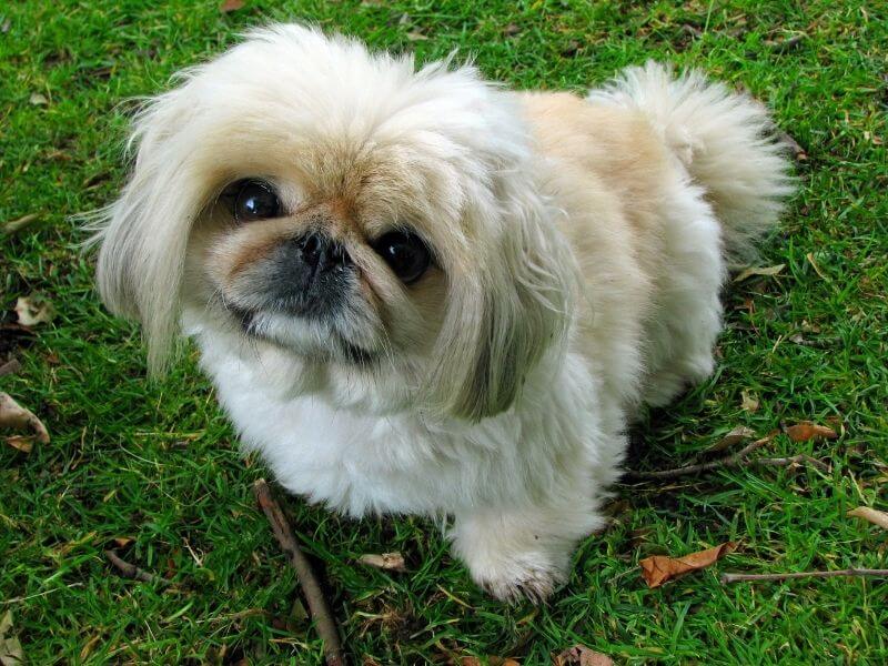 Pekingese Größe