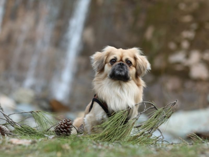 Pekingese erziehung