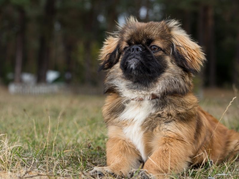 Pekingese kaufen