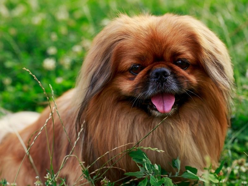 Pekingese welpen