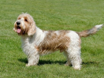 Petit Basset griffon vendéen Charakter