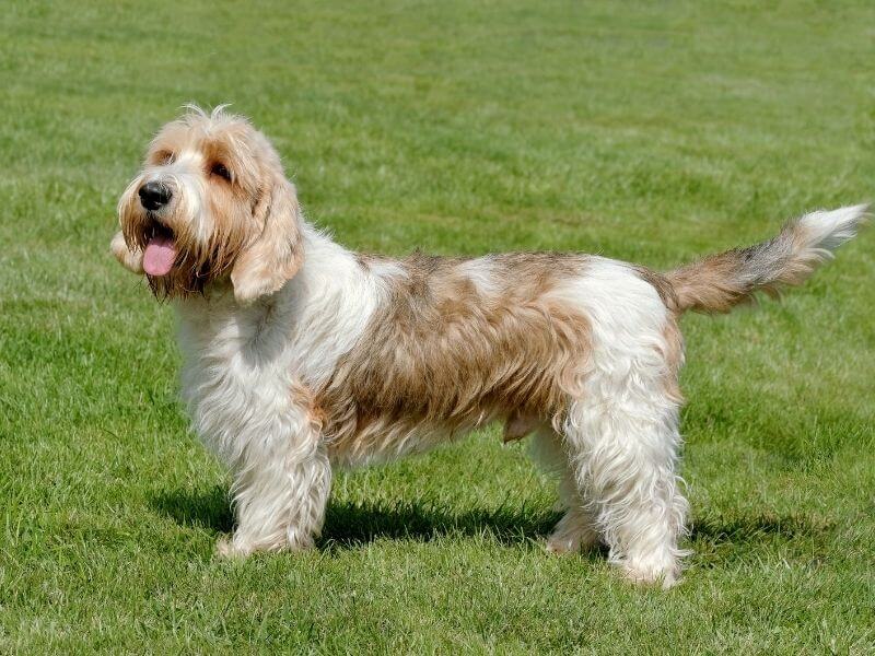 Petit Basset griffon vendéen Charakter Petit Basset griffon vendéen Charakter