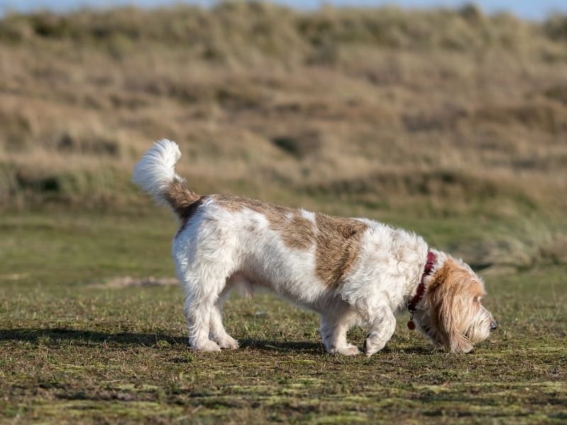 Petit Basset griffon vendéen erziehung