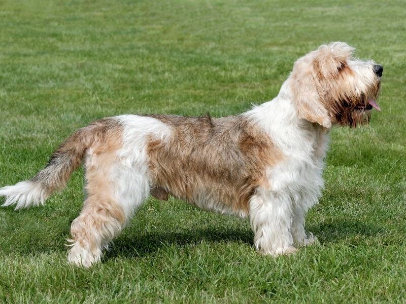 Petit Basset griffon vendéen größe Petit Basset griffon vendéen größe