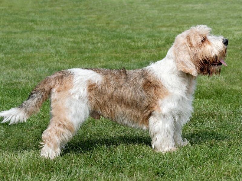 Petit Basset griffon vendéen größe