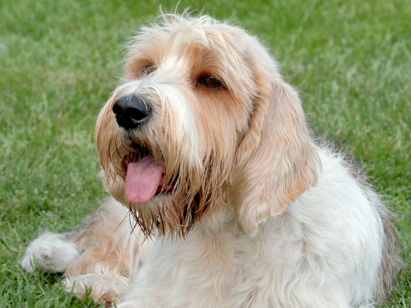 Petit Basset griffon vendéen kaufen