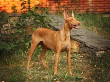 Pharaonenhund Erziehung