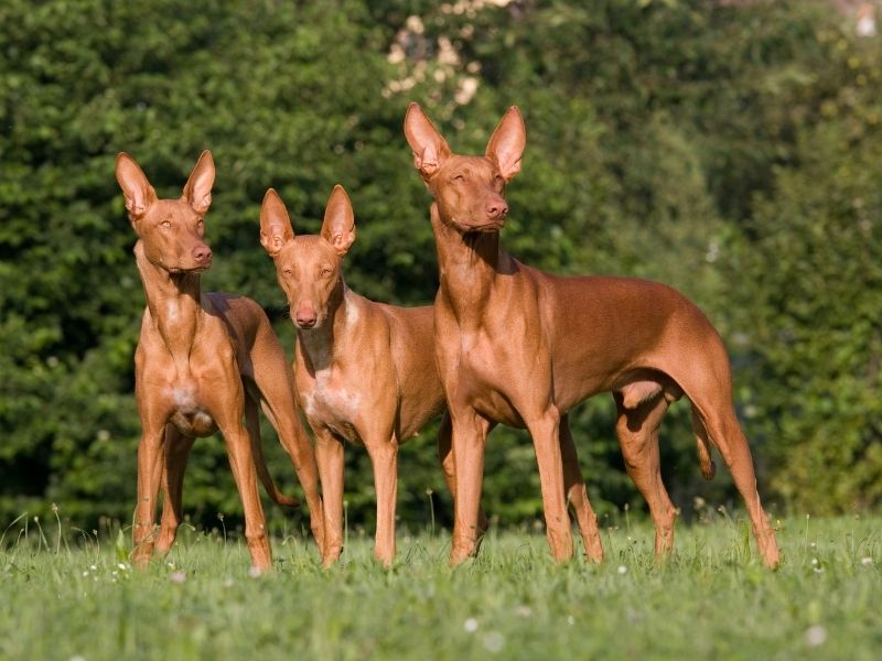 Pharaonenhund Größe
