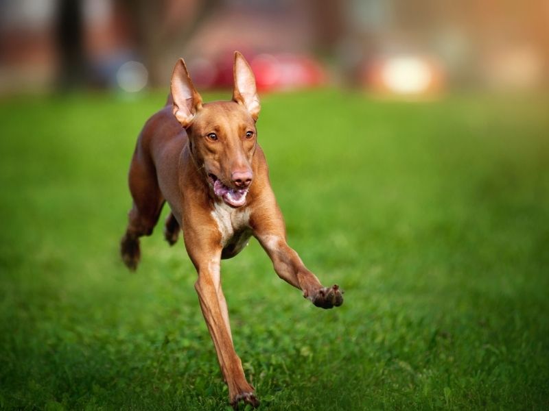 Pharaonenhund Kaufen Pharaonenhund Kaufen