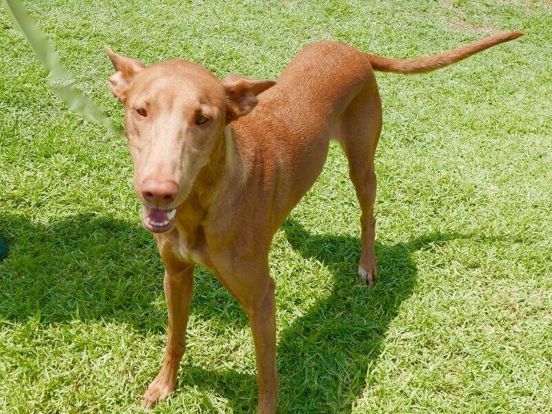 Pharaonenhund Welpe Pharaonenhund Welpe
