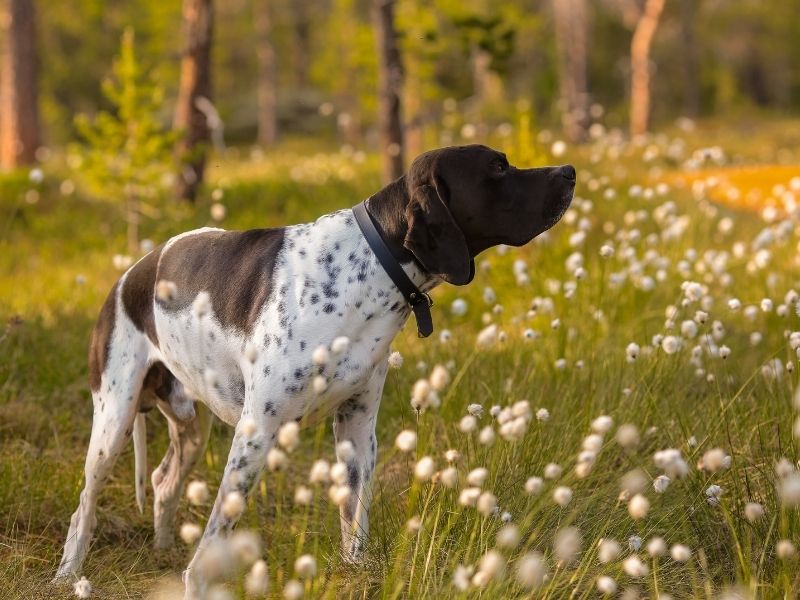 Hunde mit langen Ohren Pointer erziehung Pointer erziehung