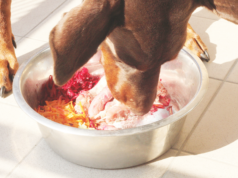 Was Hunde nicht fressen dürfen Was Hunde nicht fressen dürfen