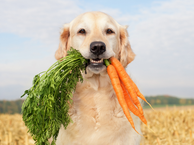 Was für Gemüse dürfen Hunde nicht essen Was für Gemüse dürfen Hunde nicht essen