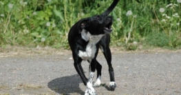 Welche Hunde bellen wenig