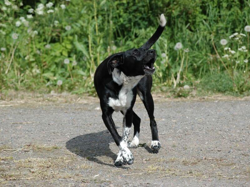 Welche Hunde bellen wenig
