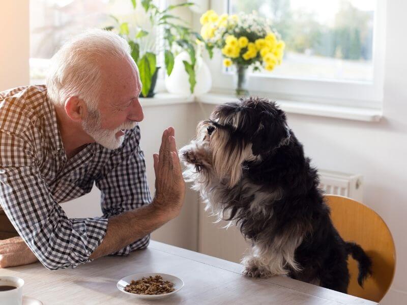 Welche Hunde für Senioren geeignet?