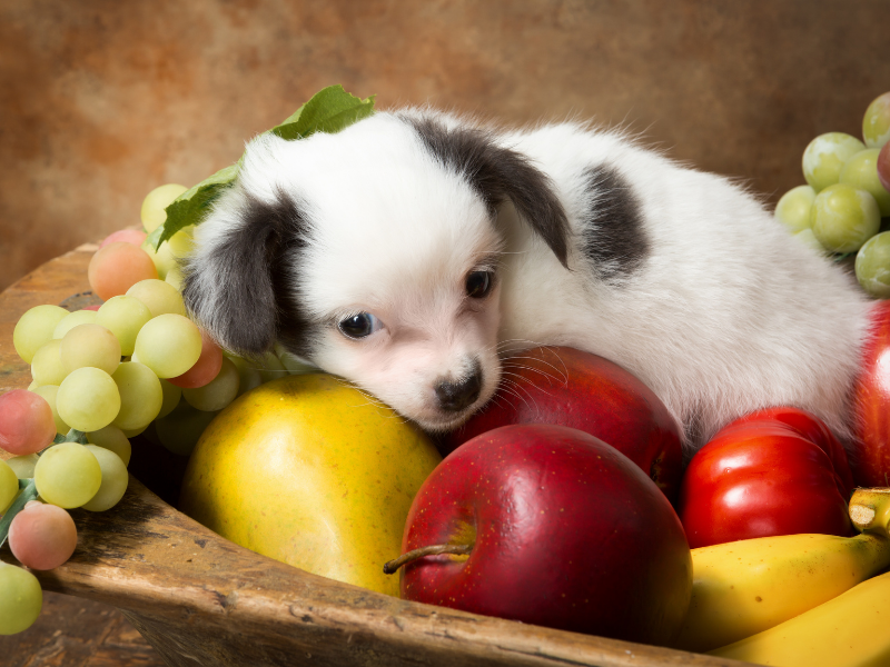 Welches Obst dürfen Hunde essen Welches Obst dürfen Hunde essen