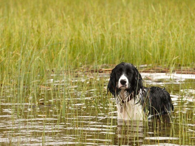 Wie bekomme ich einen Hund ins Wasser der Angst hat