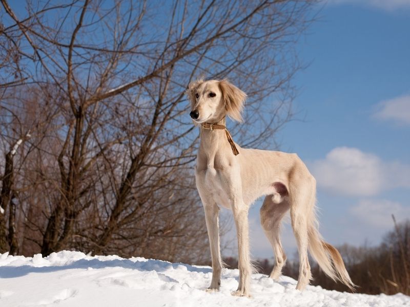 Hunde mit langen Ohren Saluki Saluki