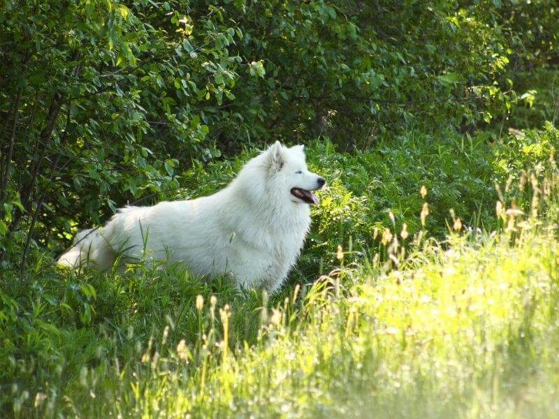 Hunde vegan ernähren 6 Hunde vegan ernähren 2