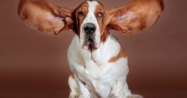 Hunde mit langen Ohren