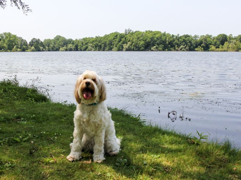 Urlaub mit Hund am See