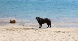Urlaub mit Hund an der Ostsee