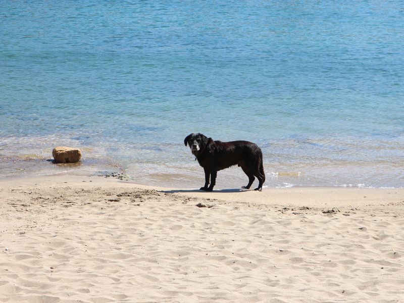 Urlaub mit Hund an der Ostsee