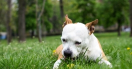 Hund frisst Erde